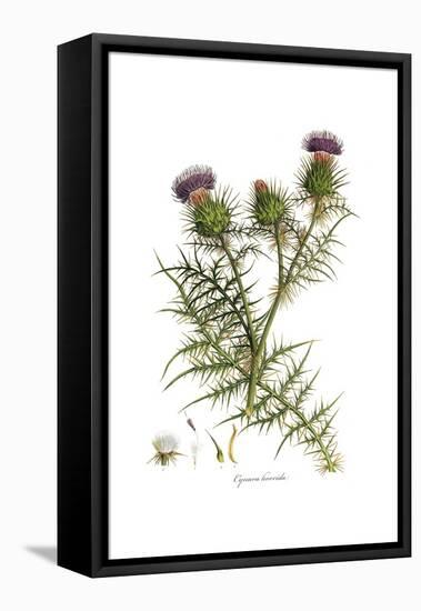 Cynara horrida, Flora Graeca-Ferdinand Bauer-Framed Stretched Canvas