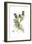 Cynara horrida, Flora Graeca-Ferdinand Bauer-Framed Giclee Print