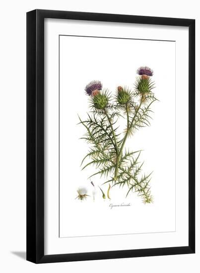 Cynara horrida, Flora Graeca-Ferdinand Bauer-Framed Giclee Print