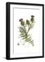 Cynara horrida, Flora Graeca-Ferdinand Bauer-Framed Giclee Print