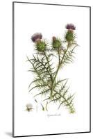 Cynara horrida, Flora Graeca-Ferdinand Bauer-Mounted Giclee Print