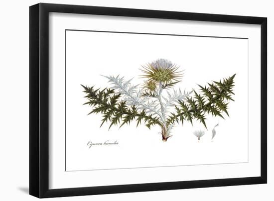 Cynara humilis, Flora Graeca-Ferdinand Bauer-Framed Giclee Print