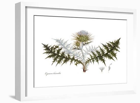 Cynara humilis, Flora Graeca-Ferdinand Bauer-Framed Giclee Print