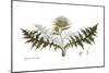 Cynara humilis, Flora Graeca-Ferdinand Bauer-Mounted Giclee Print