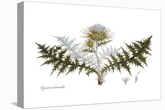 Cynara humilis, Flora Graeca-Ferdinand Bauer-Stretched Canvas