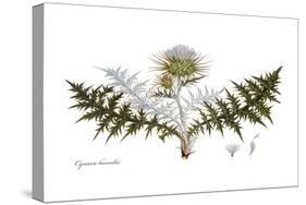 Cynara humilis, Flora Graeca-Ferdinand Bauer-Stretched Canvas