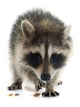 Young Raccoon-cynoclub-Laminated Photographic Print