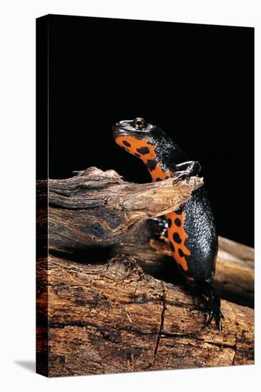 Cynops Orientalis (Fire-Bellied Newt)-Paul Starosta-Stretched Canvas