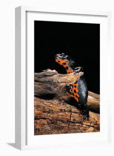 Cynops Orientalis (Fire-Bellied Newt)-Paul Starosta-Framed Photographic Print