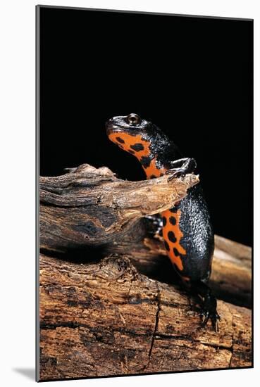 Cynops Orientalis (Fire-Bellied Newt)-Paul Starosta-Mounted Photographic Print