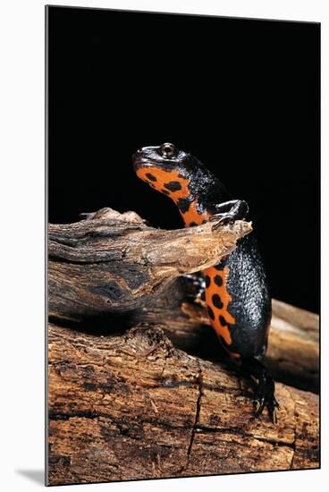 Cynops Orientalis (Fire-Bellied Newt)-Paul Starosta-Mounted Photographic Print