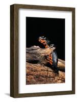 Cynops Orientalis (Fire-Bellied Newt)-Paul Starosta-Framed Photographic Print