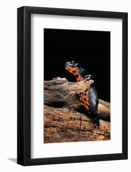 Cynops Orientalis (Fire-Bellied Newt)-Paul Starosta-Framed Photographic Print