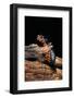 Cynops Orientalis (Fire-Bellied Newt)-Paul Starosta-Framed Photographic Print