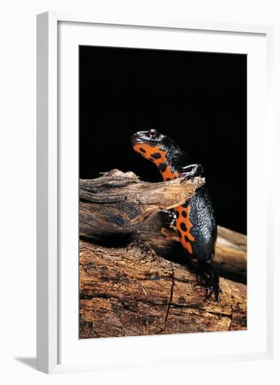 Cynops Orientalis (Fire-Bellied Newt)-Paul Starosta-Framed Photographic Print