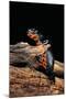 Cynops Orientalis (Fire-Bellied Newt)-Paul Starosta-Mounted Photographic Print