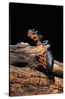 Cynops Orientalis (Fire-Bellied Newt)-Paul Starosta-Stretched Canvas