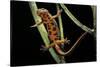 Cynops Pyrrhogaster (Japanese Fire-Bellied Newt)-Paul Starosta-Stretched Canvas