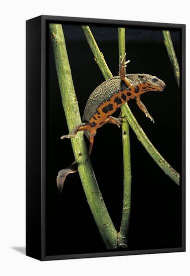 Cynops Pyrrhogaster (Japanese Fire-Bellied Newt)-Paul Starosta-Framed Stretched Canvas