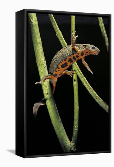 Cynops Pyrrhogaster (Japanese Fire-Bellied Newt)-Paul Starosta-Framed Stretched Canvas