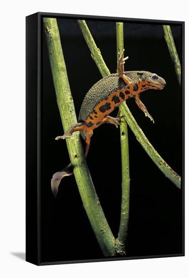 Cynops Pyrrhogaster (Japanese Fire-Bellied Newt)-Paul Starosta-Framed Stretched Canvas