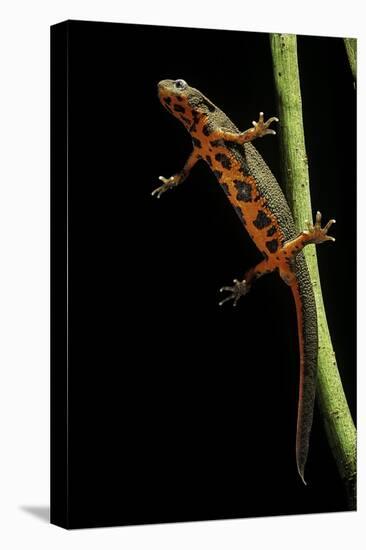 Cynops Pyrrhogaster (Japanese Fire-Bellied Newt)-Paul Starosta-Stretched Canvas