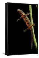 Cynops Pyrrhogaster (Japanese Fire-Bellied Newt)-Paul Starosta-Framed Stretched Canvas