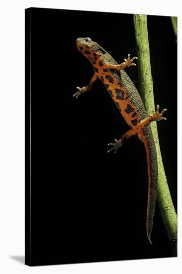 Cynops Pyrrhogaster (Japanese Fire-Bellied Newt)-Paul Starosta-Stretched Canvas