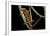 Cynops Pyrrhogaster (Japanese Fire-Bellied Newt)-Paul Starosta-Framed Photographic Print