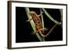 Cynops Pyrrhogaster (Japanese Fire-Bellied Newt)-Paul Starosta-Framed Photographic Print