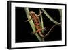 Cynops Pyrrhogaster (Japanese Fire-Bellied Newt)-Paul Starosta-Framed Photographic Print