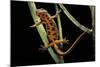 Cynops Pyrrhogaster (Japanese Fire-Bellied Newt)-Paul Starosta-Mounted Photographic Print