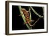 Cynops Pyrrhogaster (Japanese Fire-Bellied Newt)-Paul Starosta-Framed Photographic Print