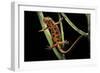 Cynops Pyrrhogaster (Japanese Fire-Bellied Newt)-Paul Starosta-Framed Photographic Print