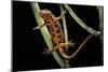 Cynops Pyrrhogaster (Japanese Fire-Bellied Newt)-Paul Starosta-Mounted Photographic Print