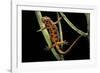 Cynops Pyrrhogaster (Japanese Fire-Bellied Newt)-Paul Starosta-Framed Photographic Print