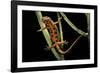 Cynops Pyrrhogaster (Japanese Fire-Bellied Newt)-Paul Starosta-Framed Photographic Print