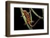 Cynops Pyrrhogaster (Japanese Fire-Bellied Newt)-Paul Starosta-Framed Photographic Print