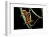 Cynops Pyrrhogaster (Japanese Fire-Bellied Newt)-Paul Starosta-Framed Photographic Print