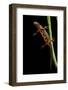 Cynops Pyrrhogaster (Japanese Fire-Bellied Newt)-Paul Starosta-Framed Photographic Print