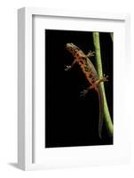 Cynops Pyrrhogaster (Japanese Fire-Bellied Newt)-Paul Starosta-Framed Photographic Print