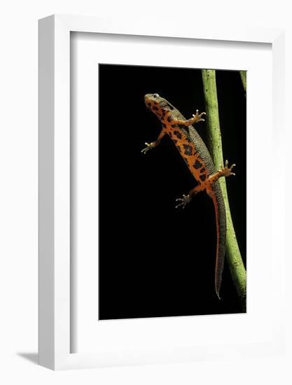 Cynops Pyrrhogaster (Japanese Fire-Bellied Newt)-Paul Starosta-Framed Photographic Print