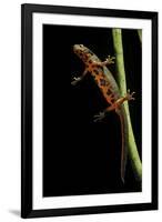 Cynops Pyrrhogaster (Japanese Fire-Bellied Newt)-Paul Starosta-Framed Photographic Print