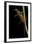 Cynops Pyrrhogaster (Japanese Fire-Bellied Newt)-Paul Starosta-Framed Photographic Print