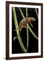 Cynops Pyrrhogaster (Japanese Fire-Bellied Newt)-Paul Starosta-Framed Photographic Print