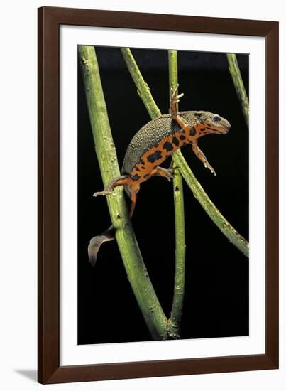 Cynops Pyrrhogaster (Japanese Fire-Bellied Newt)-Paul Starosta-Framed Photographic Print