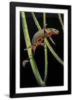 Cynops Pyrrhogaster (Japanese Fire-Bellied Newt)-Paul Starosta-Framed Photographic Print