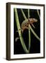 Cynops Pyrrhogaster (Japanese Fire-Bellied Newt)-Paul Starosta-Framed Photographic Print