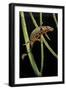 Cynops Pyrrhogaster (Japanese Fire-Bellied Newt)-Paul Starosta-Framed Photographic Print