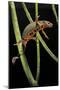 Cynops Pyrrhogaster (Japanese Fire-Bellied Newt)-Paul Starosta-Mounted Photographic Print